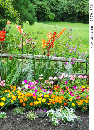 Beautiful decorative flowers blossoming in front of the green lawn Beautiful decorative flowers blossoming in front of the green lawn 98791896