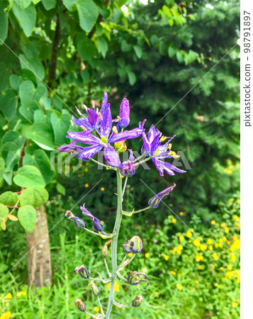 Decorative lily of the field. Blossoming lilac blossomin flower 98791897