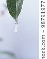 冰柱滴從樹葉上掉下來 98791977