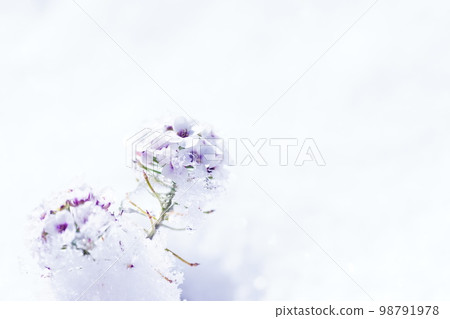 White alyssum buried in cold snow 98791978