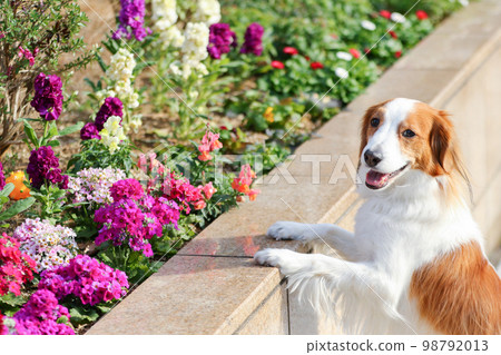 Kooikerhondje puts her hand on a slightly higher flower bed and smiles Kooikerhondje puts her hand on a slightly higher flower bed and smiles 98792013