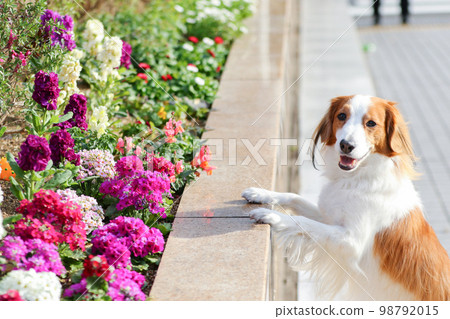 Kooikerhondje puts her hand on a slightly higher flower bed and smiles 98792015