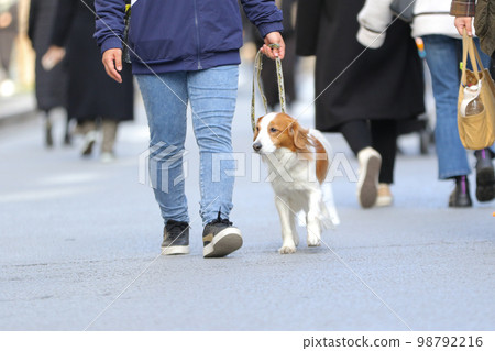 Kooikerhondje taking a walk with her owner in the crowd 98792216