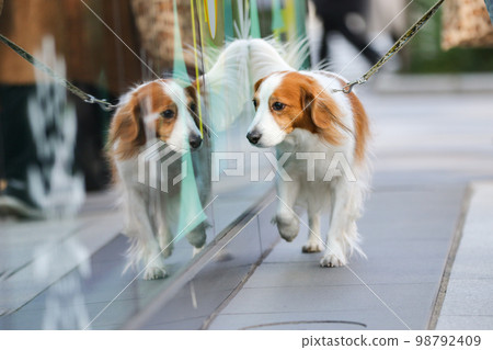 Kooikerhondje walks with a sidelong glance at her reflection on the side of the shop window Kooikerhondje walks with a sidelong glance at her reflection on the side of the shop window 98792409