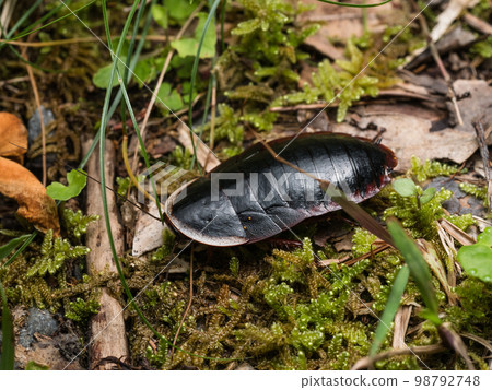 Cockroach 98792748