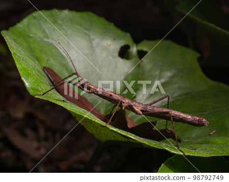 Togetanafushi 98792749