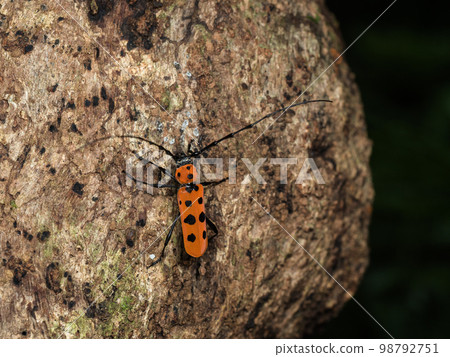 Ferie beniboshi Kamikiri 98792751