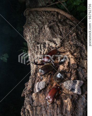 Beetles collecting in sap 98792756