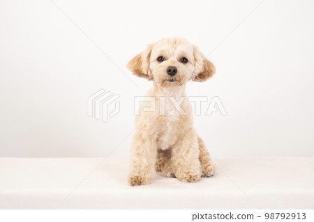 White back and sitting malpu White back and sitting malpu 98792913