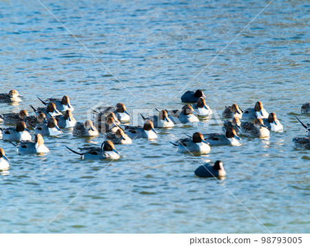 Koshibe 河在冬天與野鳥成群的鴨子和白骨雞 98793005