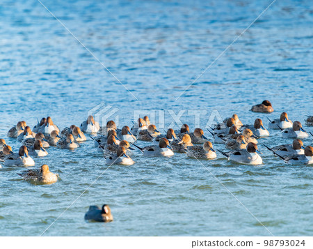 Koshibe 河在冬天與野鳥成群的鴨子和白骨雞 98793024