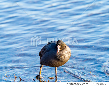 Koshibe 河在冬天與野鳥成群的鴨子和白骨雞 98793027
