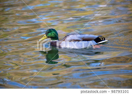 A duck swimming happily along the water A duck swimming happily along the water 98793101