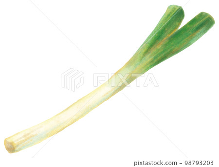 Japanese leek  98793203