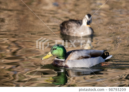 A duck swimming happily along the water 98793209