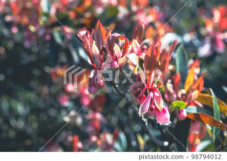 Beautiful Hybrid Fuchsia flowers in Violet Hill Beautiful Hybrid Fuchsia flowers in Violet Hill 98794012