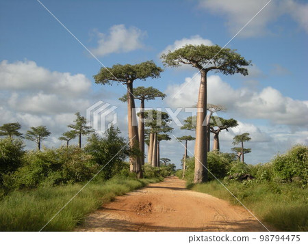 A tree-lined street in Baobab, Madagascar A tree-lined street in Baobab, Madagascar 98794475