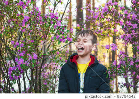 Blooming of Rhododendron flowers 98794542