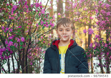 Blooming of Rhododendron flowers 98794543