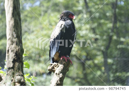 A Daruma eagle taken at Tama Zoological Park. 98794745