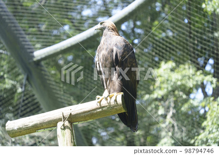 A golden eagle photographed at Tama Zoological Park. 98794746