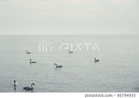 Blue sea sunrise and floating swans in the water. Wild white swans swim in the sea near the shore. Swans feed near the sea. Many swans swim in the Baltic Sea  98794933