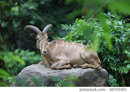 The barbary sheep is mammal and hill animal 98795001