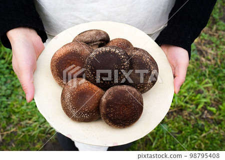 Shiitake mushrooms arranged on a plate Shiitake mushrooms arranged on a plate 98795408