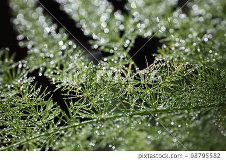 Drops of dew on a green plant, close-up 98795582