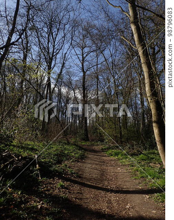 Forest of Meudon in spring 98796083