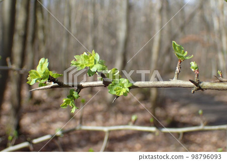 Forest of Meudon in spring Forest of Meudon in spring 98796093
