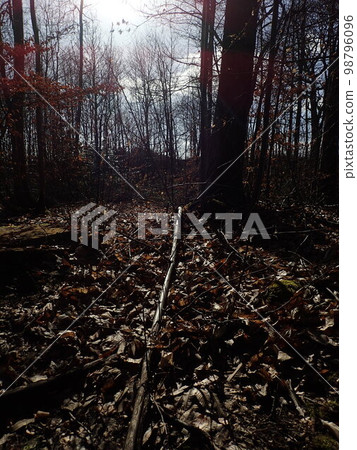 Forest of Meudon in spring 98796096