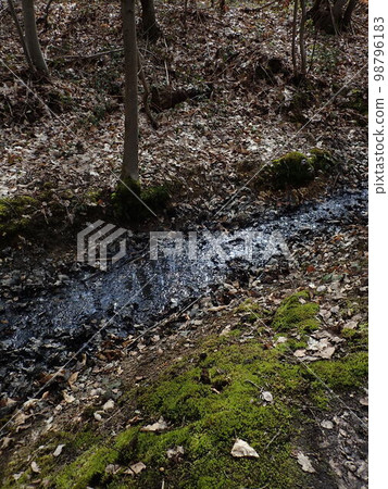 Forest of Meudon 98796183