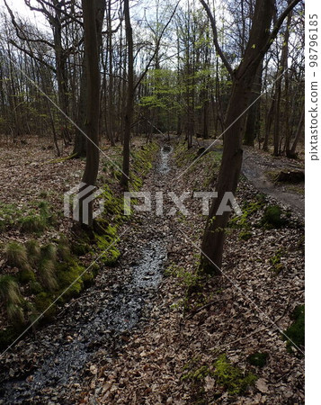 Forest of Meudon Forest of Meudon 98796185