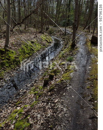 Forest of Meudon Forest of Meudon 98796186