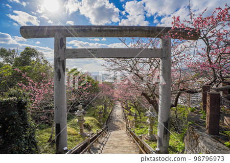 沖繩縣名古城公園的觀日櫻（琉球觀日櫻）和鳥居 98796973
