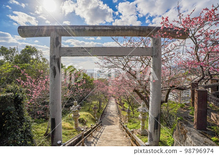 沖繩縣名古城公園的觀日櫻（琉球觀日櫻）和鳥居 98796974