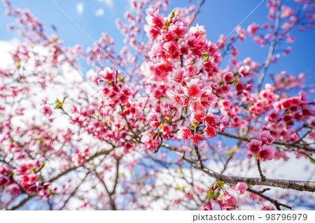 Kanhizakura (Kanhizakura) in Okinawa Prefecture Kanhizakura (Kanhizakura) in Okinawa Prefecture 98796979