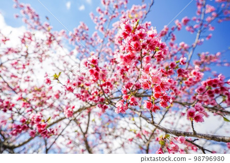 Kanhizakura (Kanhizakura) in Okinawa Prefecture 98796980