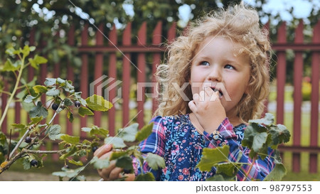 A little girl eats blackcurrants and cringes at the sourness of the berry. 98797553