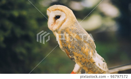 An owl on a city street in the evening waiting for tourists. 98797572