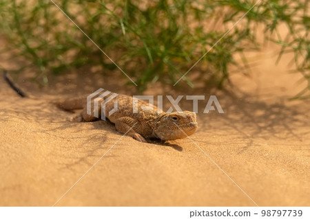 Secret Toadhead Agama or Phrynocephalus mystaceus. Toad-headed agama Secret Toadhead Agama or Phrynocephalus mystaceus. Toad-headed agama 98797739