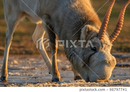 Saiga antelope or Saiga tatarica drinks in steppe near waterhole in winter Saiga antelope or Saiga tatarica drinks in steppe near waterhole in winter 98797741
