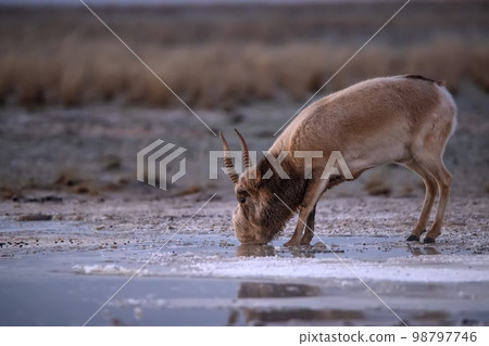 Saiga antelope or Saiga tatarica drinks in steppe near waterhole in winter 98797746