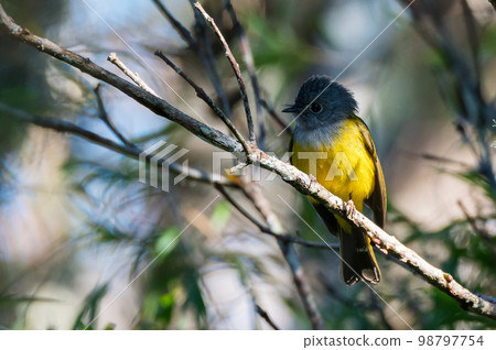 Close up of grey-headed canary flycatcher or Culicicapa ceylonensis Close up of grey-headed canary flycatcher or Culicicapa ceylonensis 98797754