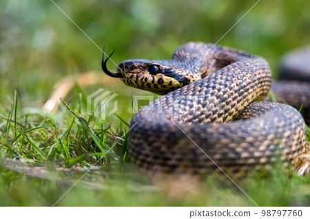 Close-up of blotched snake or Elaphe sauromates showing its tongue 98797760