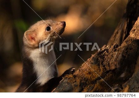 Beech marten or Martes foina also known as stone marten or white-breasted marten 98797764