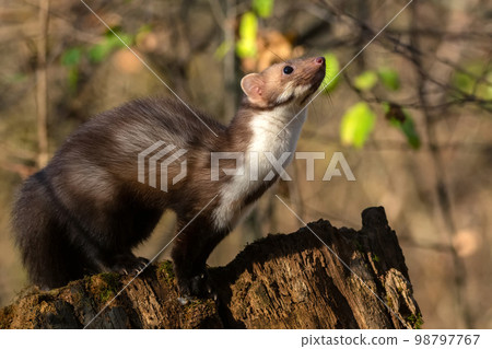 Beech marten or Martes foina also known as stone marten or white-breasted marten Beech marten or Martes foina also known as stone marten or white-breasted marten 98797767