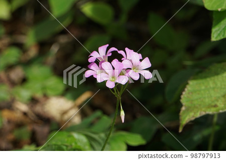 歸化植物,紫酢漿草 歸化植物,紫酢漿草 98797913