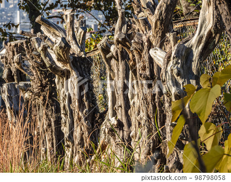 Autumn scenery of Inuyama Tree trunk Autumn scenery of Inuyama Tree trunk 98798058